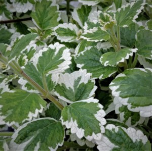 IMG_20230722_165437 — копия